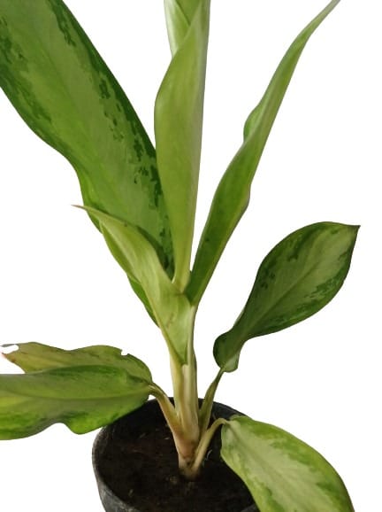 Aglaonema Plant with Black Round Pot Plant For indoor & outdoor