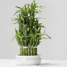 Lucky Bamboo Tree