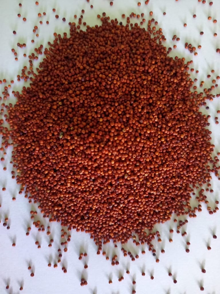 Ragi/Finger Millet