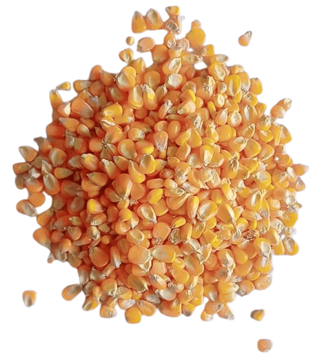 Maize kernel