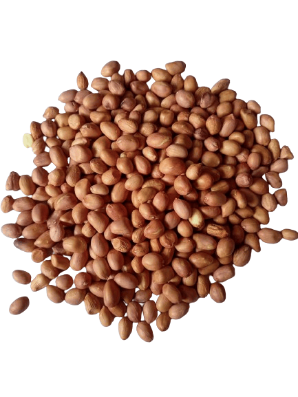 Groundnut Kernel/Peanut