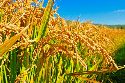 "SWARNA SUB 1" Paddy Seeds