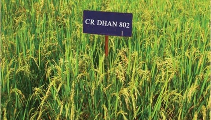 CR DHAN 802 PADDY SEEDS