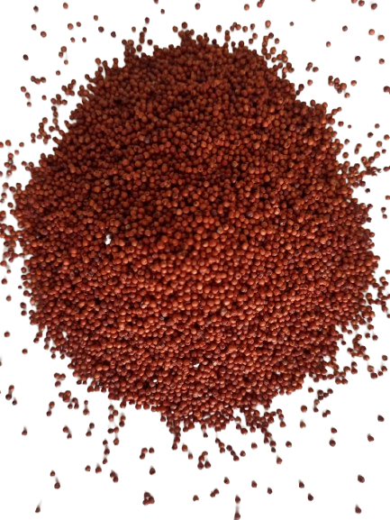 Ragi / Finger Millet