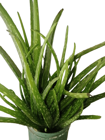 Aloevera Plant