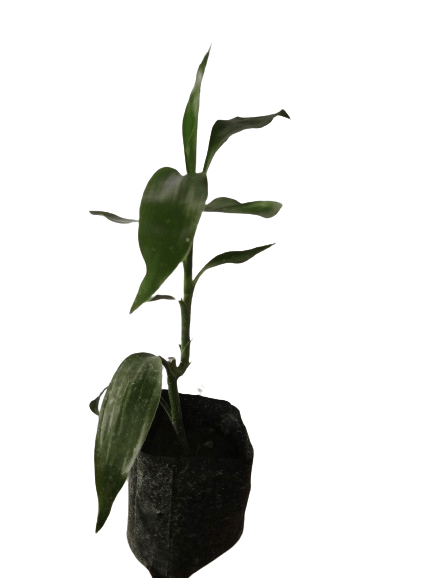 Lucky Bamboo Plant