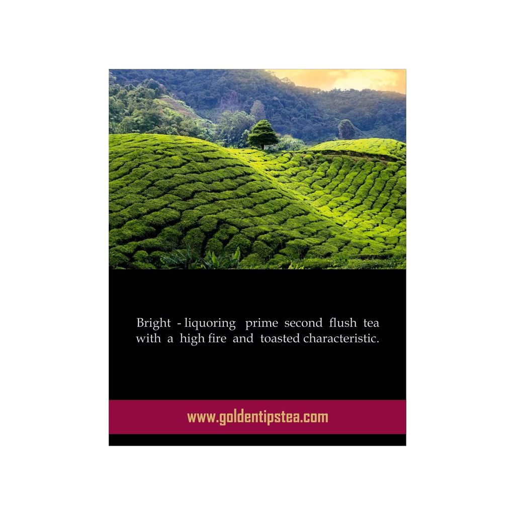 Golden Tips Summer Grill Second Flush Darjeeling Black Tea ( 8.81oz - 250 gm - 125 Cups )
