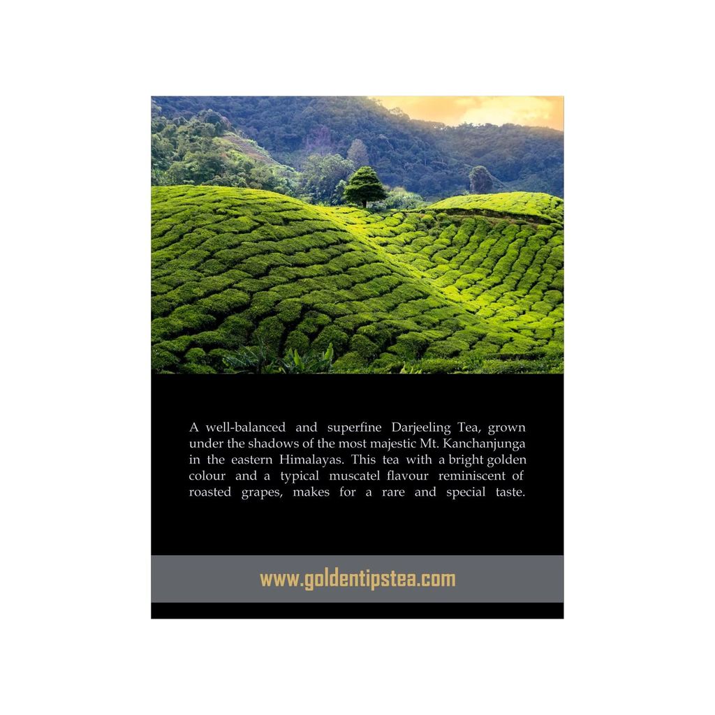 Golden Tips Summer Exotica Second Flush Darjeeling Black Tea (8.81oz - 250 gm - 125 Cups)