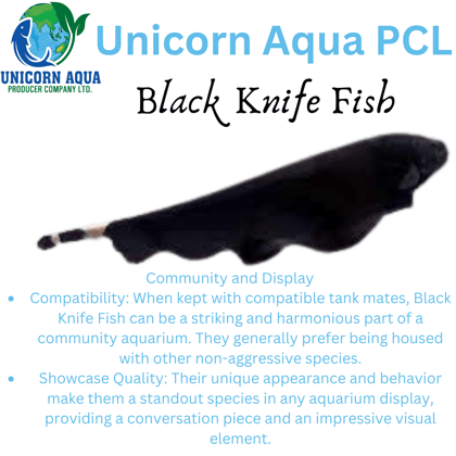 Ghost Knife Fish