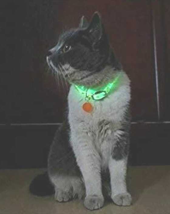 Reflective Belt for Cat