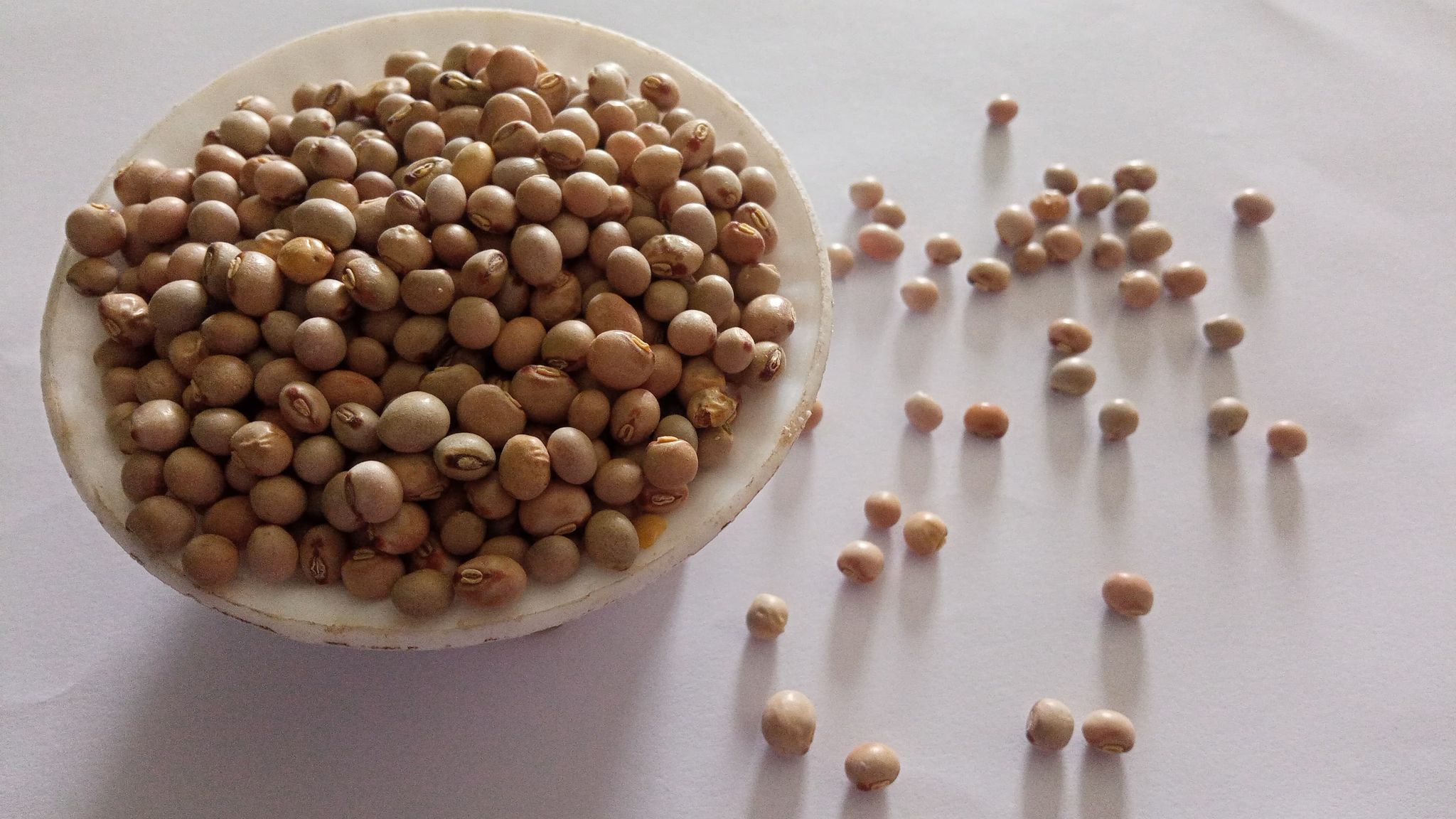 Pigeon Pea