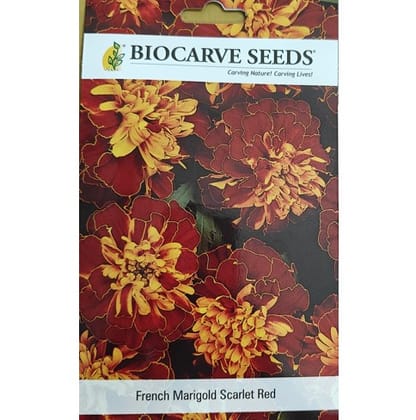 French Marigold Scarlet Red Flower Seeds