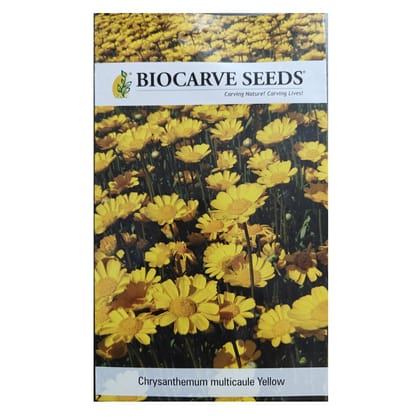 Chrysanthemum Multicaule Yellow Flower Seeds