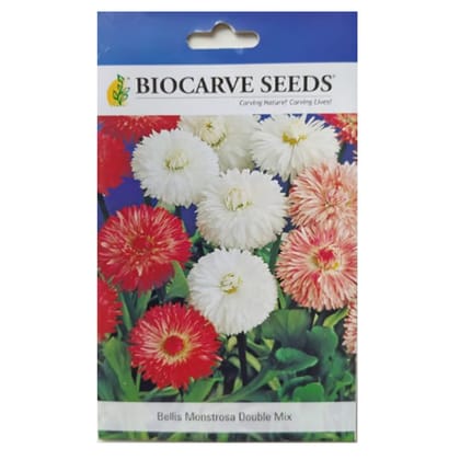Bellis Monstrosa Double Mixed Flower Seeds
