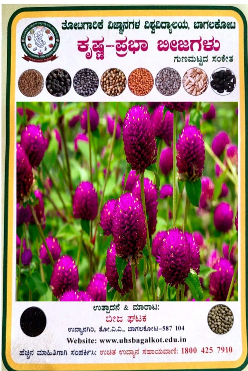 NSC BACHELOR'S BUTTON PURPLE LOCAL TL SEEDS-10 GMS