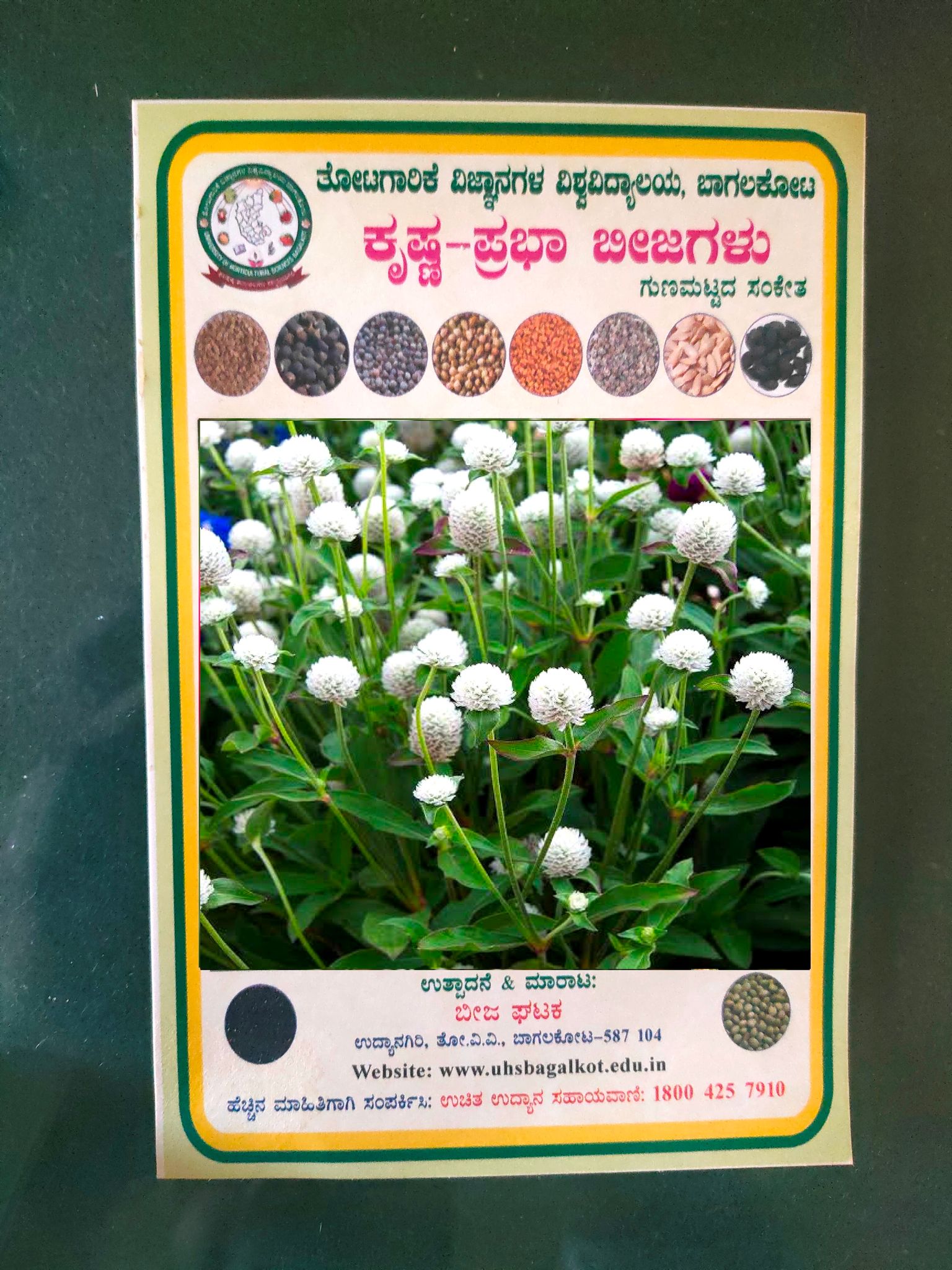 NSC BACHELOR"S  BUTTON WHITE FLOWERS TL SEEDS -10 GMS