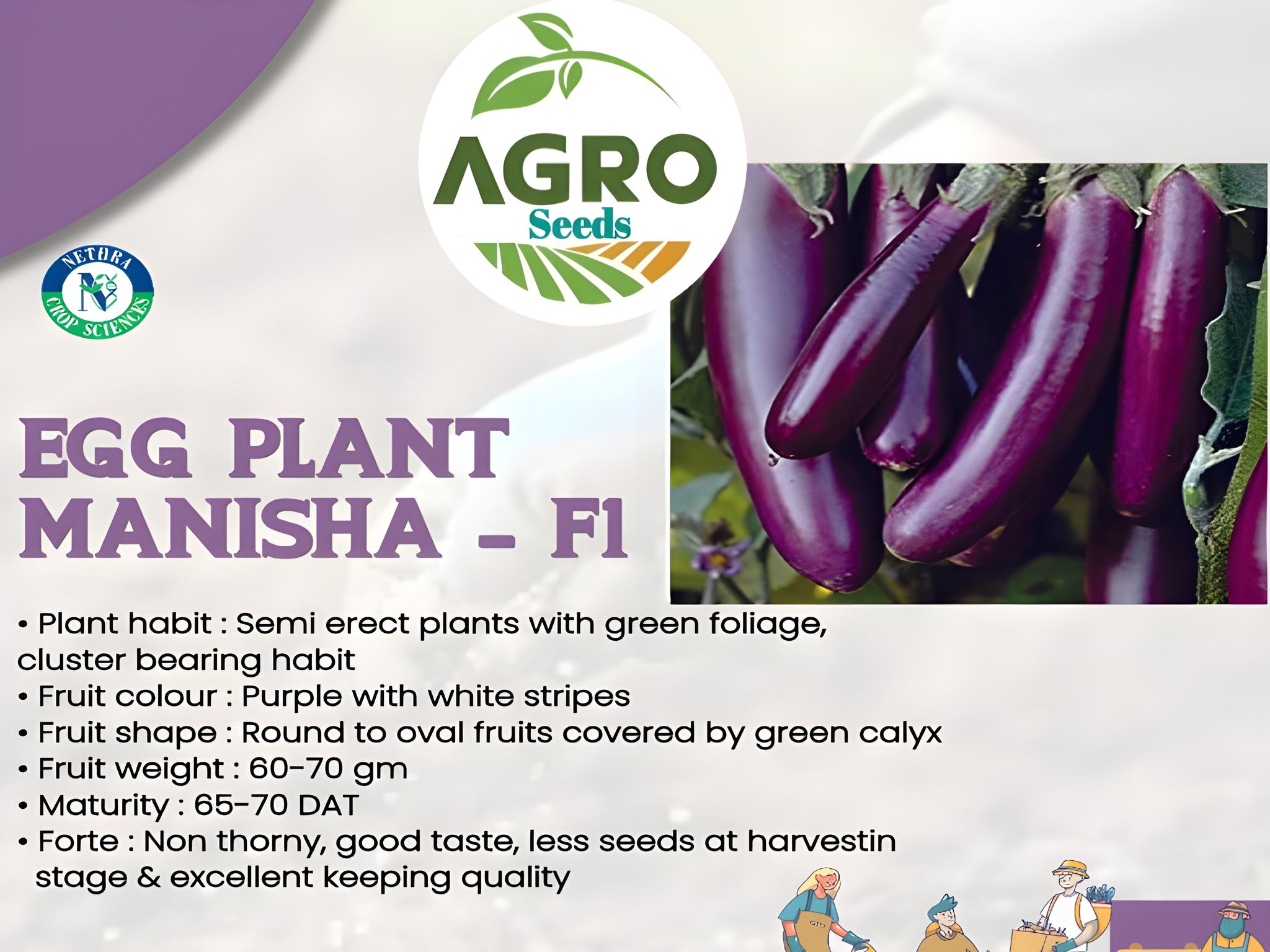 Agro Seeds Hybrid Brinjal Manisha Giant Vegetable Seeds (Pack of 50Seeds), Improve Purple Long Red Brinjal Seeds, Begun