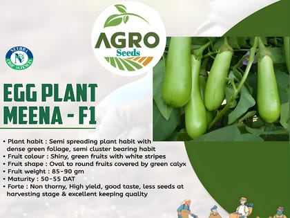 Agro Seeds BRINJAL GREEN LONG Seeds Kitchen Garden Vegetable seeds (Hybrid)- 50 seeds