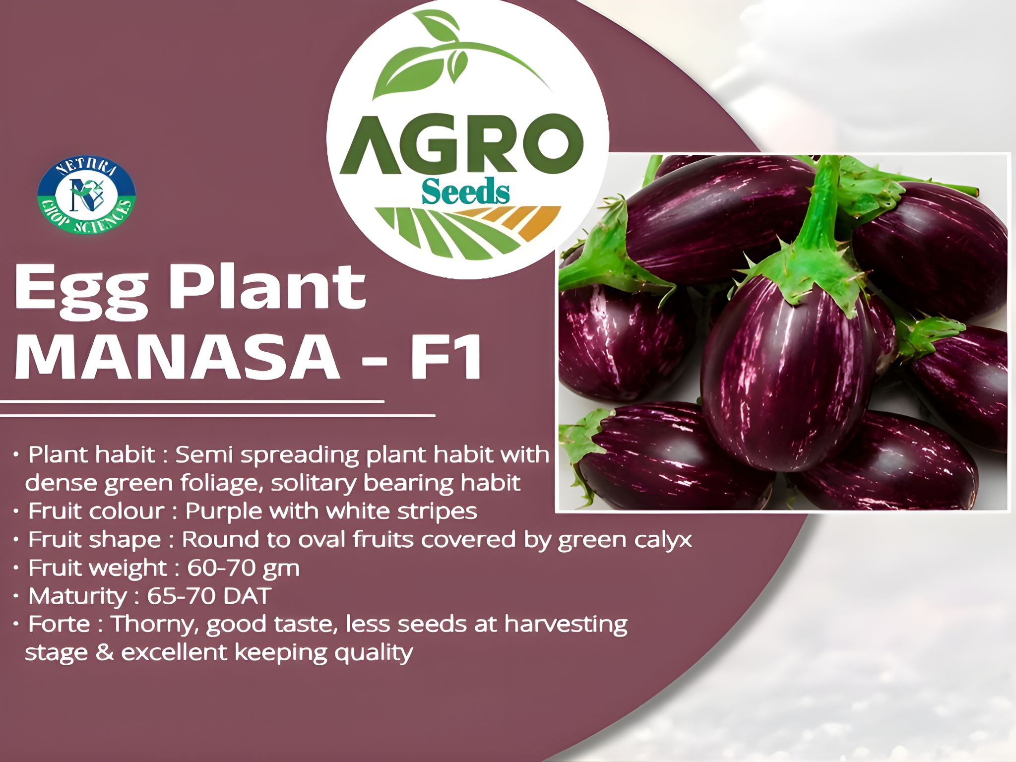 Agro Seeds Brinjal Round (Gol Begun) 50+ Seeds for Home Garden, 0rganic & Hybrid, Perfect for Home Gardening, Planting For Pots and Patio, Begun