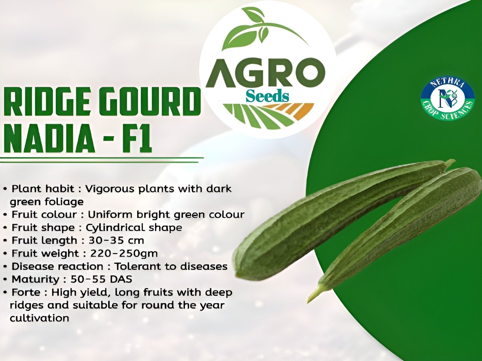 Agro Seeds Ridge Gourd 25 + Vegetable Seeds for Home Garden, 0rganic & Hybrid, Perfect for Home Gardening, Planting For Pots and Patio