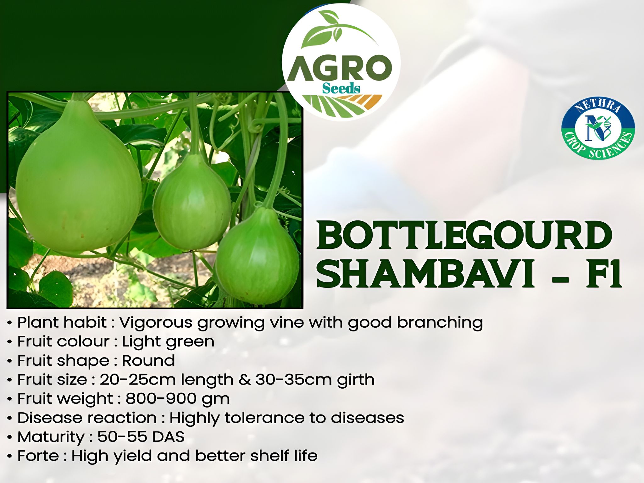 Desi Variety Bottle Gourd/Lauki Round Seeds