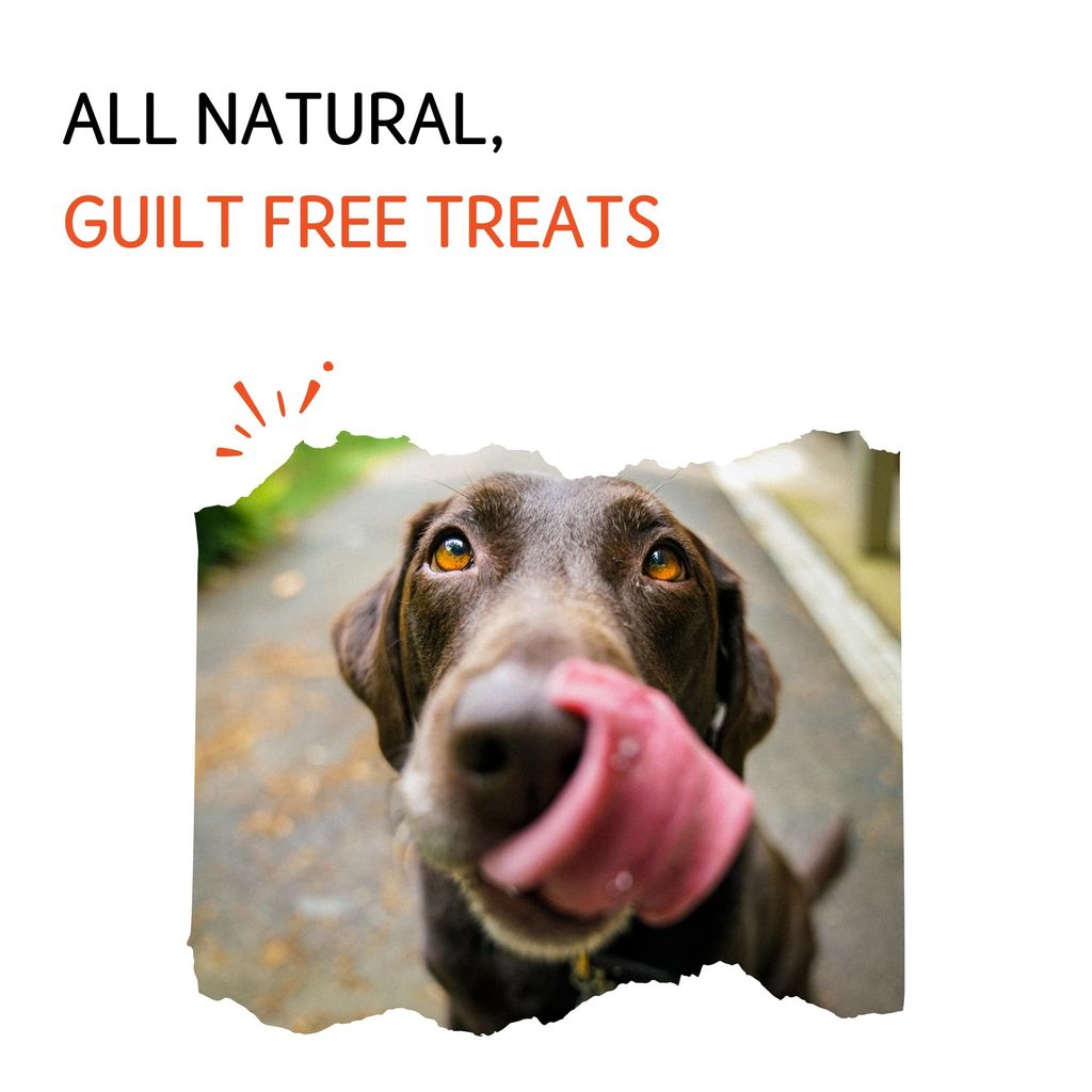 Nuts Over Mutts Fish Powder. Rich in Omega 3 and 6. Food Topper for Dogs. for Shiny Skin and Coat. 1 Pack (100 gm)