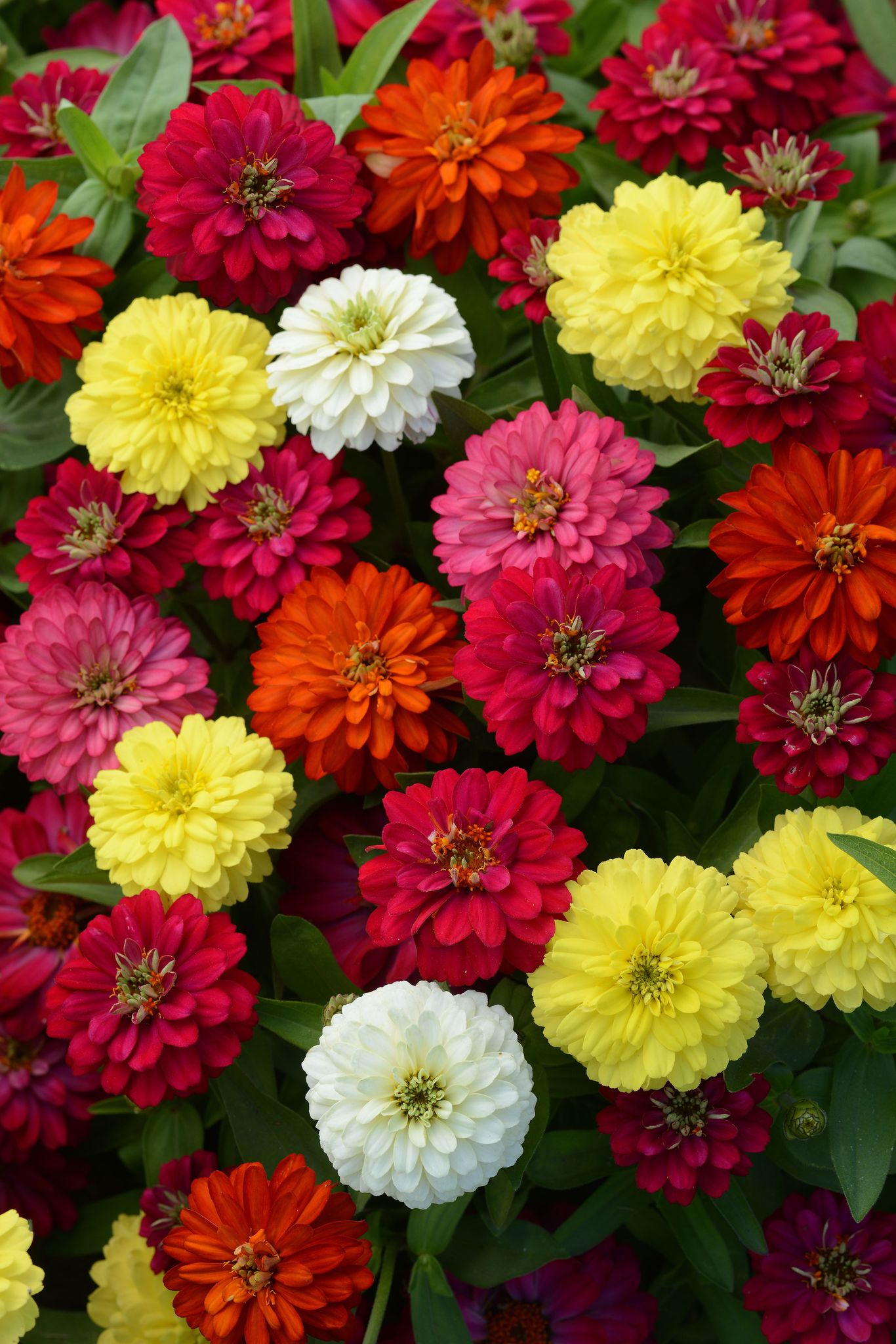 ZINNIA ZAHARA DOUBLE MIX SEEDS -15 SEEDS