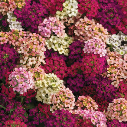 ALYSSUM EASTER BONNET MIX SEEDS - 50 SEEDS