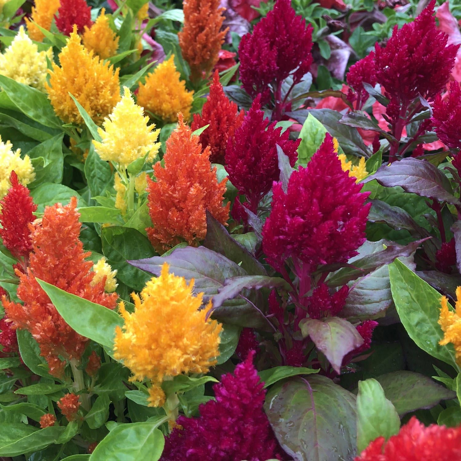 CELOSIA PLUMOSA KIMONO MIX SEEDS
