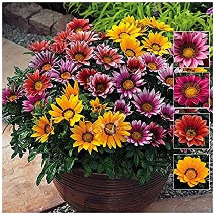 GAZANIA SUNSHINE MIX SEEDS