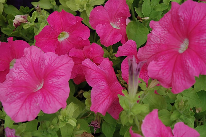 PETUNIA SUPERCASCADE PINK SEEDS - 50 SEEDS