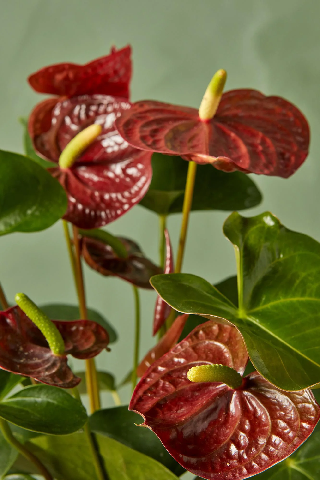 Brown Anthurium Plant