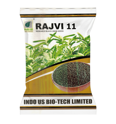 INDO US RAJVI 11 BLACKGRAM SEEDS INDO US RAJVI 11 BLACKGRAM SEEDS