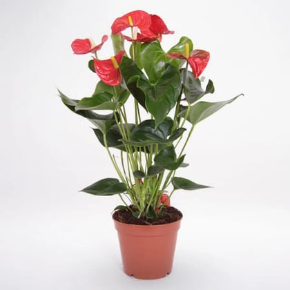 Red Anthurium Plant