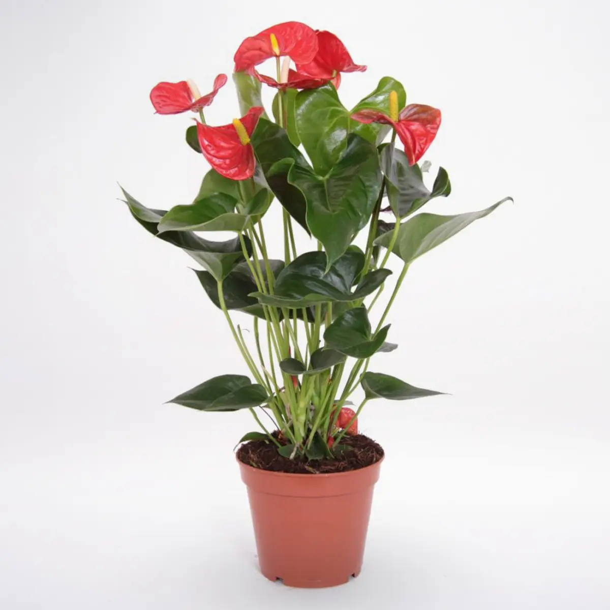 Red Anthurium Plant
