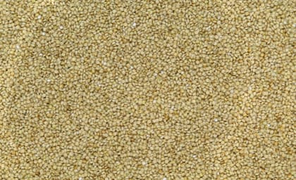 Brown Top Millet ( Unpolished grains )