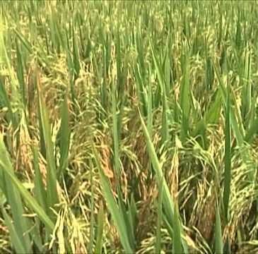 Sugar-Free Rice – Healthy Low GI Rice for Fitness & Weight Management