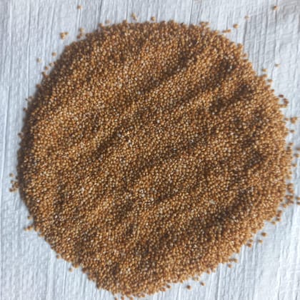 Kodo Millet Grains ( Unpolished grains )