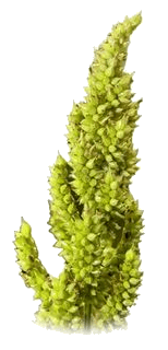 Barnyard Millet  ( Unpolished grains )