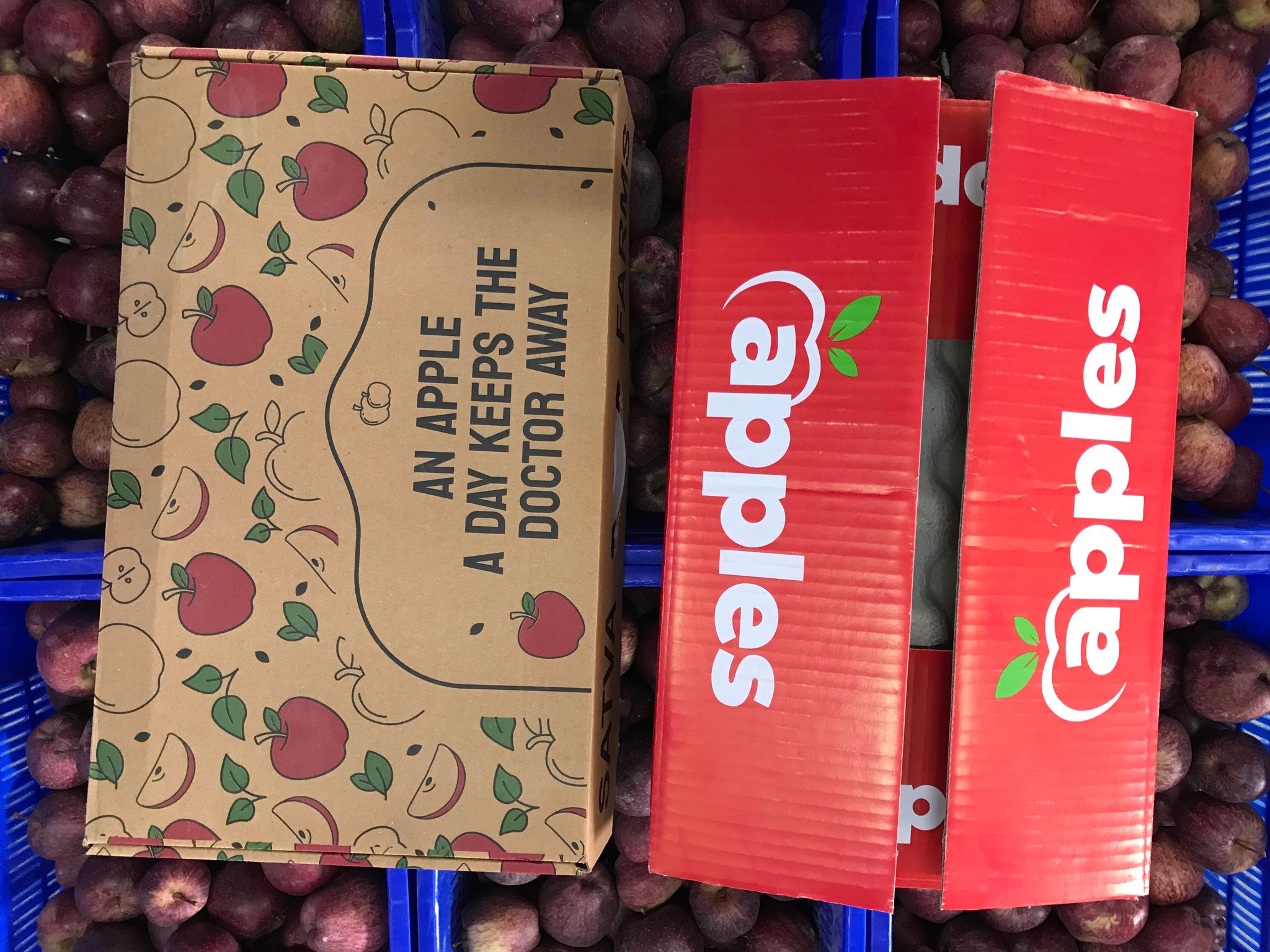 Himachal Apples "Fresh, Crisp, and Delicious Apples - Handpicked HIMKISSAN Apples