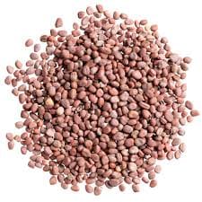 NSC Radish Snow Open-pollinated Variety, 50 gram Seed Pouch