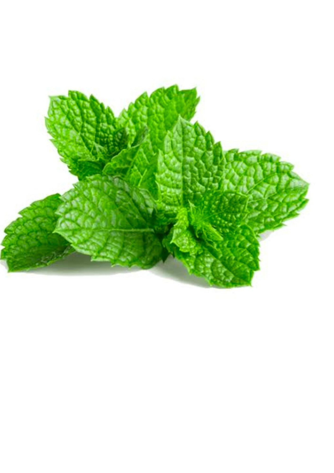 Mint leaves 1 Bunch