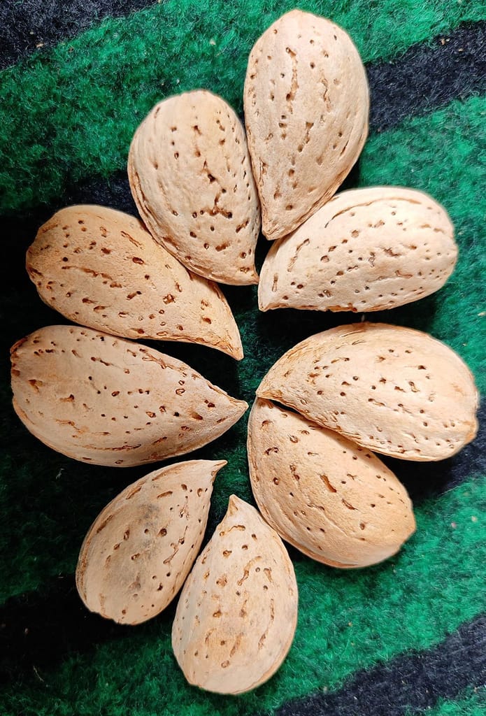 Kashmiri big shell with 2 NUTS (HARD SHELL) (1KG)