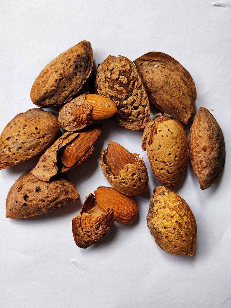 Snow Hills Kashmir Sasta Mamra Badam With Shell(Mamra Almonds) (1Kg), Dry Fruit