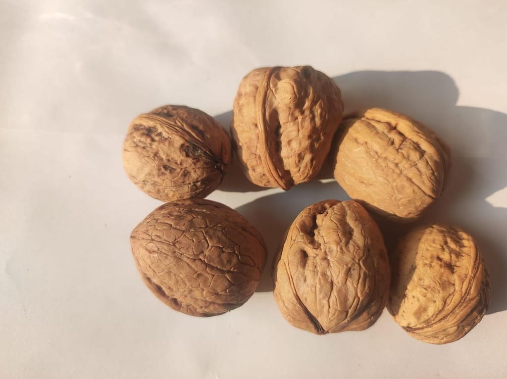Snow Hills Kashmiri Walnuts/Akhrot In Shell (500g) Delicious & Crunchy Walnut | Sourced From Kashmir 100% Natural & Organic Walnuts
