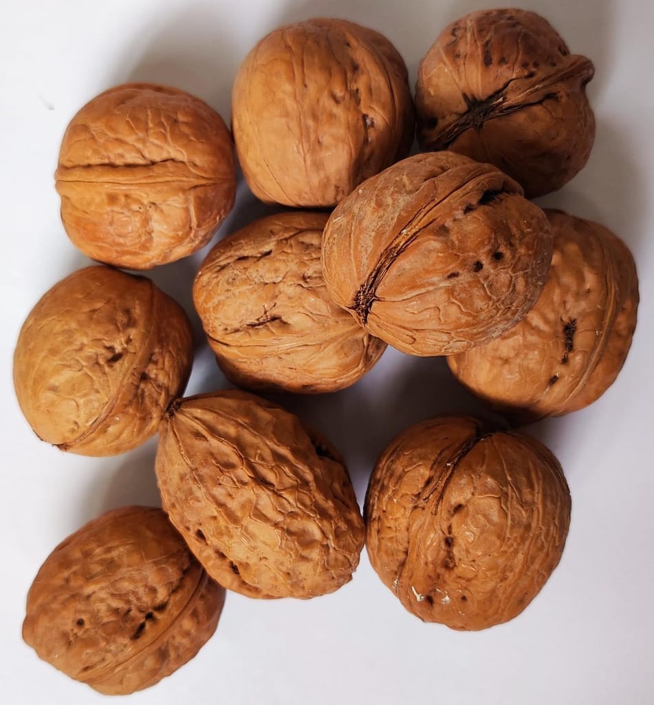 Snow Hills Kashmiri Walnuts/Akhrot In Shell (500g) Delicious & Crunchy Walnut | Sourced From Kashmir 100% Natural & Organic Walnuts
