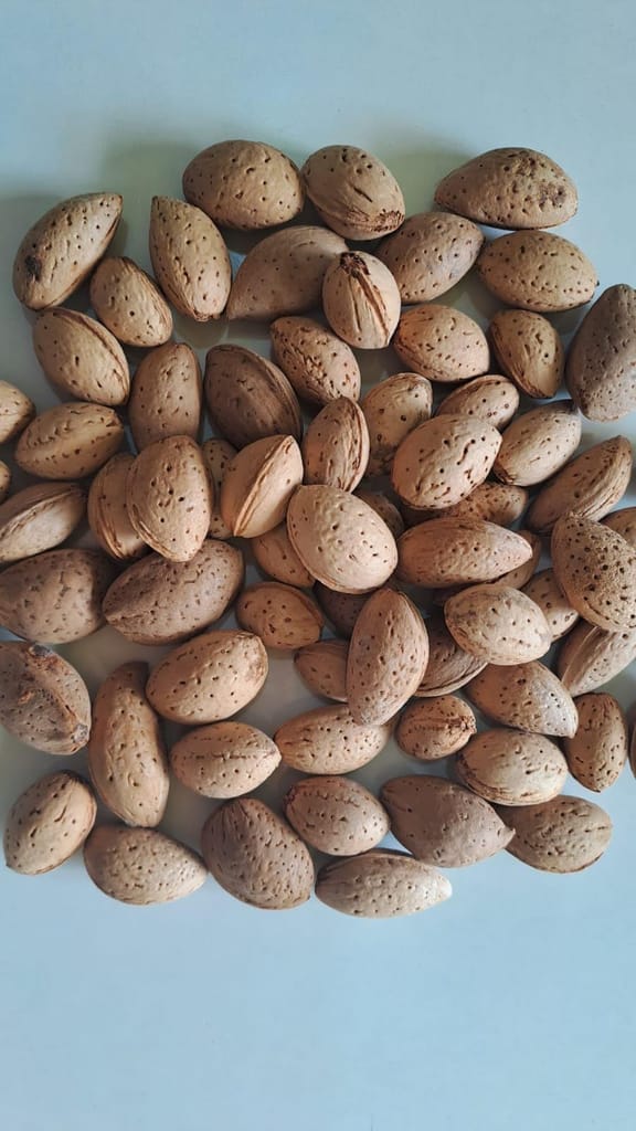 KADWA BADAM (BITTER ALMONDS WITHSHELL 500GM