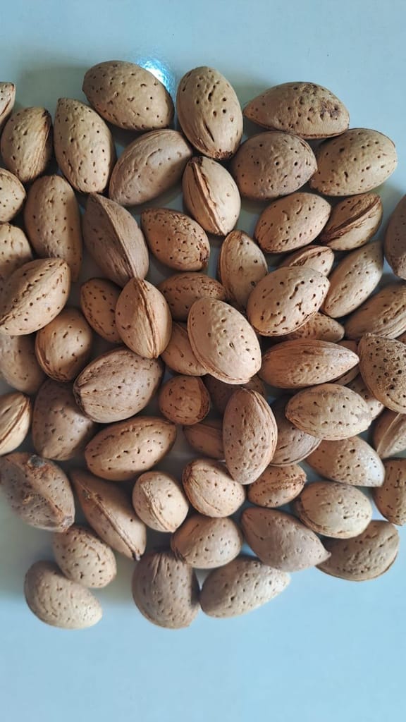 KADWA BADAM (BITTER ALMONDS WITHSHELL 500GM
