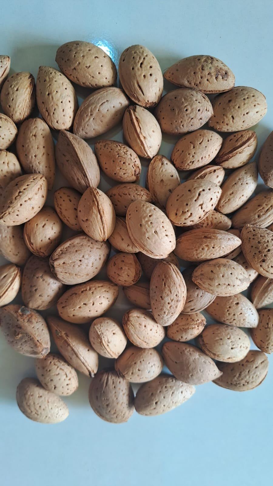 KADWA BADAM (BITTER ALMONDS WITHSHELL 500GM