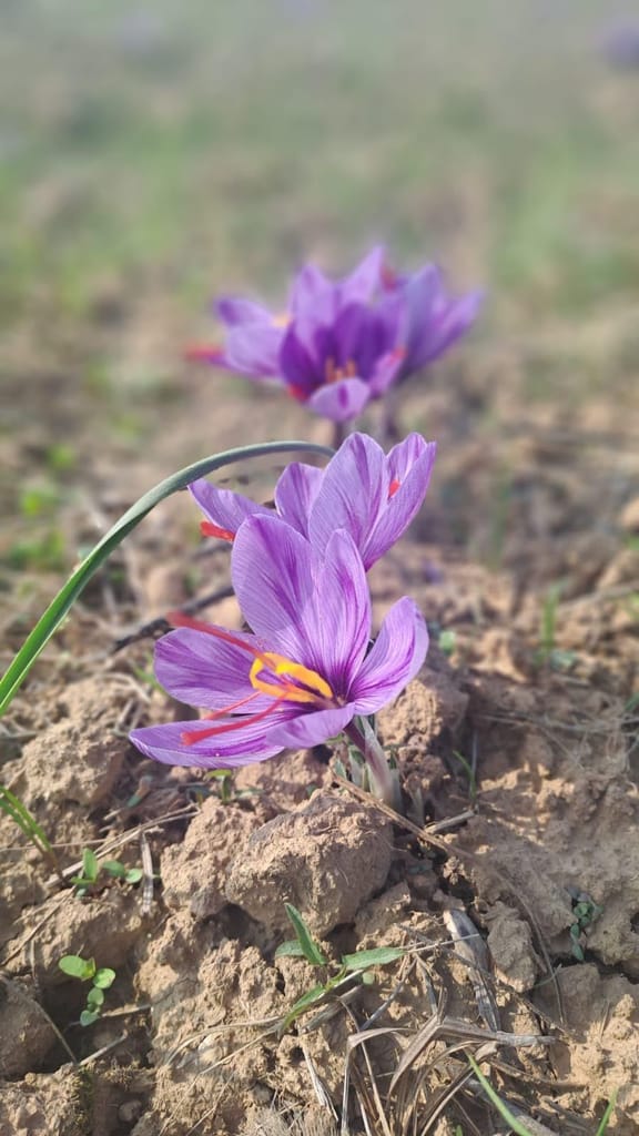 Pure Kashmiri Saffron with purity,quality,Grade A+++ kashmiri kesar (1gm) origin kashmir